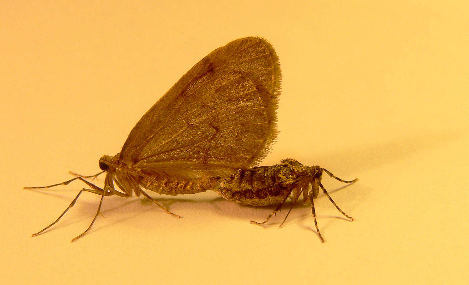 Image of winter moth