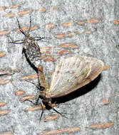 Image of winter moth