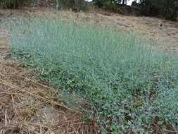 Image of Rumex induratus Boiss. & Reuter