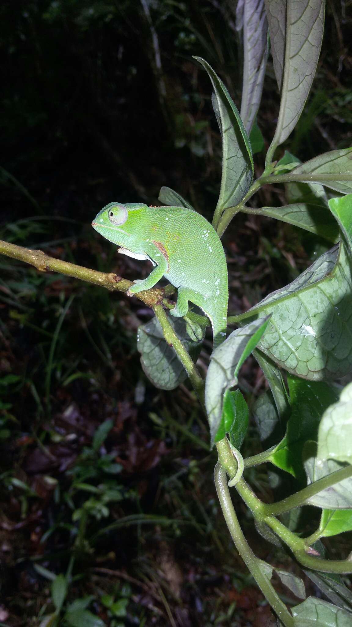 Image of Will's chameleon