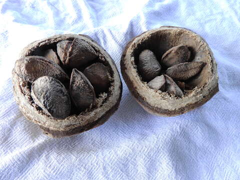 Image of brazilnut