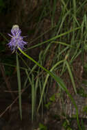 Image of Betony-leaved Rampion