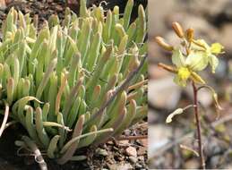 Image of Bulbine succulenta Compton