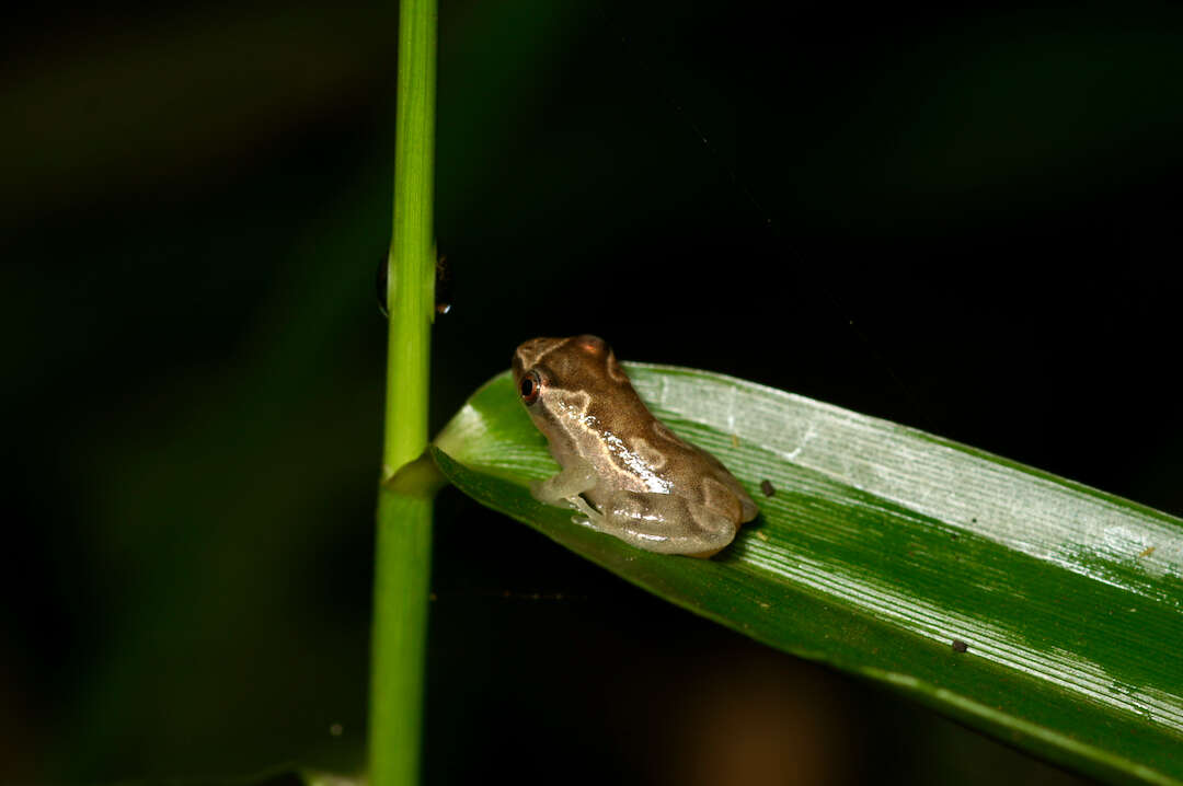 Image of Hyperolius sylvaticus Schiøtz 1967