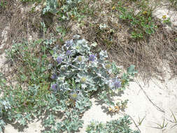 Image of sea-holly