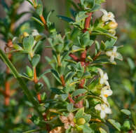 Image of Pimelea spinescens subsp. spinescens