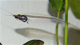 Image of Glass catfish