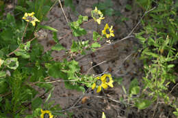 Image of Texas greeneyes