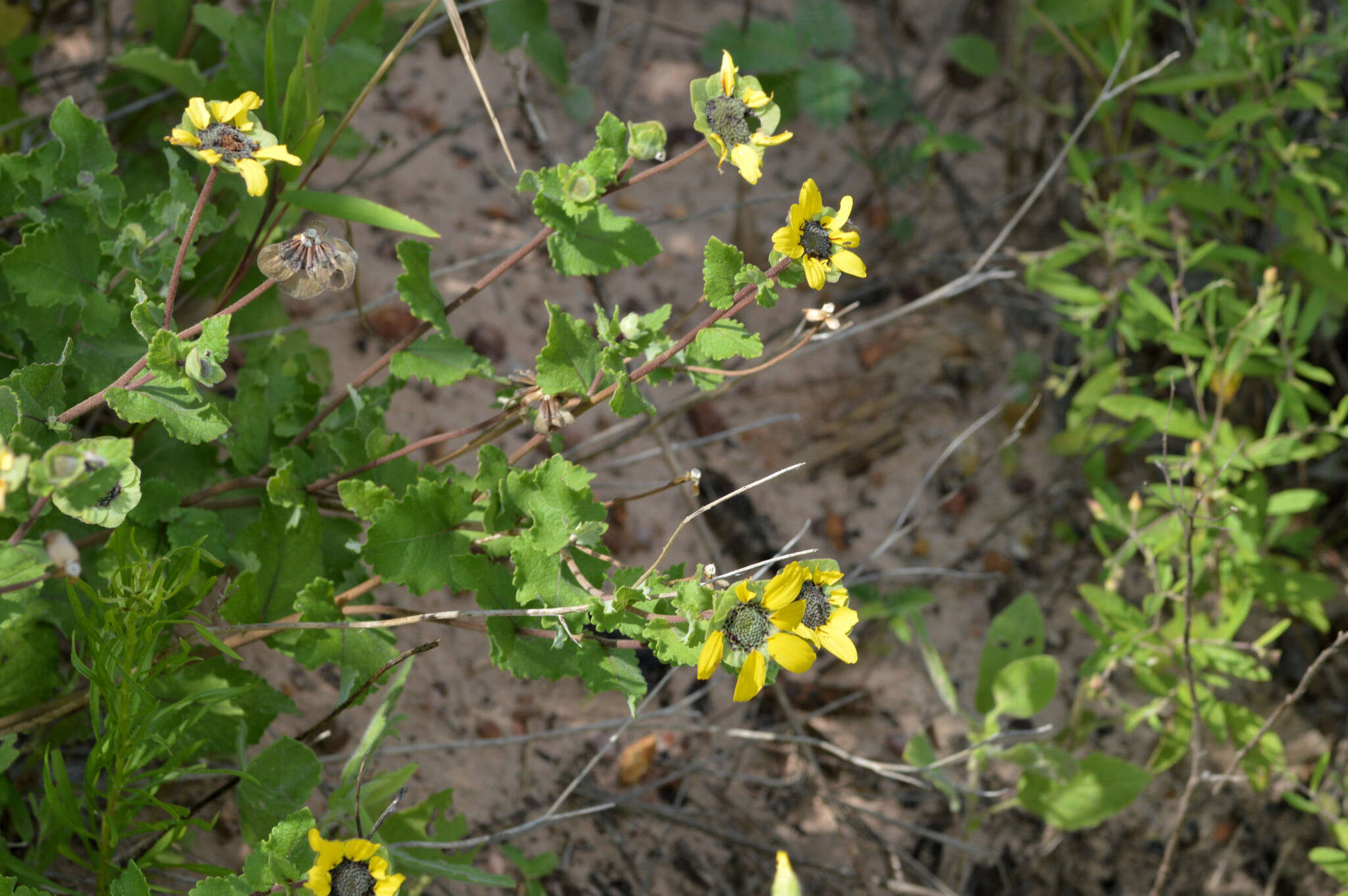 Image of Texas greeneyes