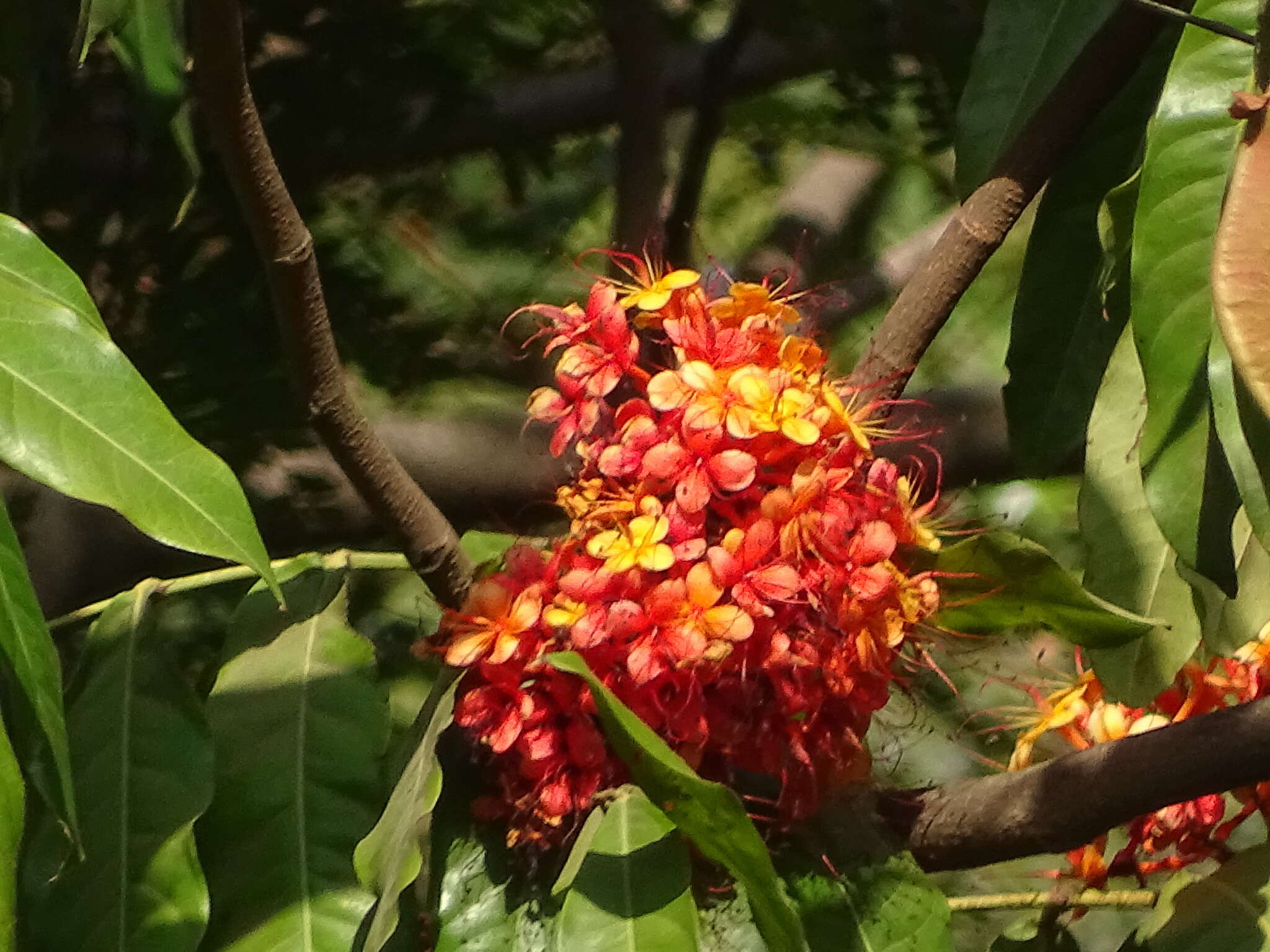 Image of Ashoka tree