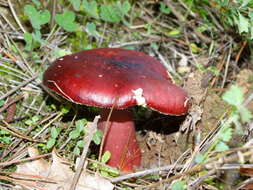 Image of Russula torulosa Bres. 1929