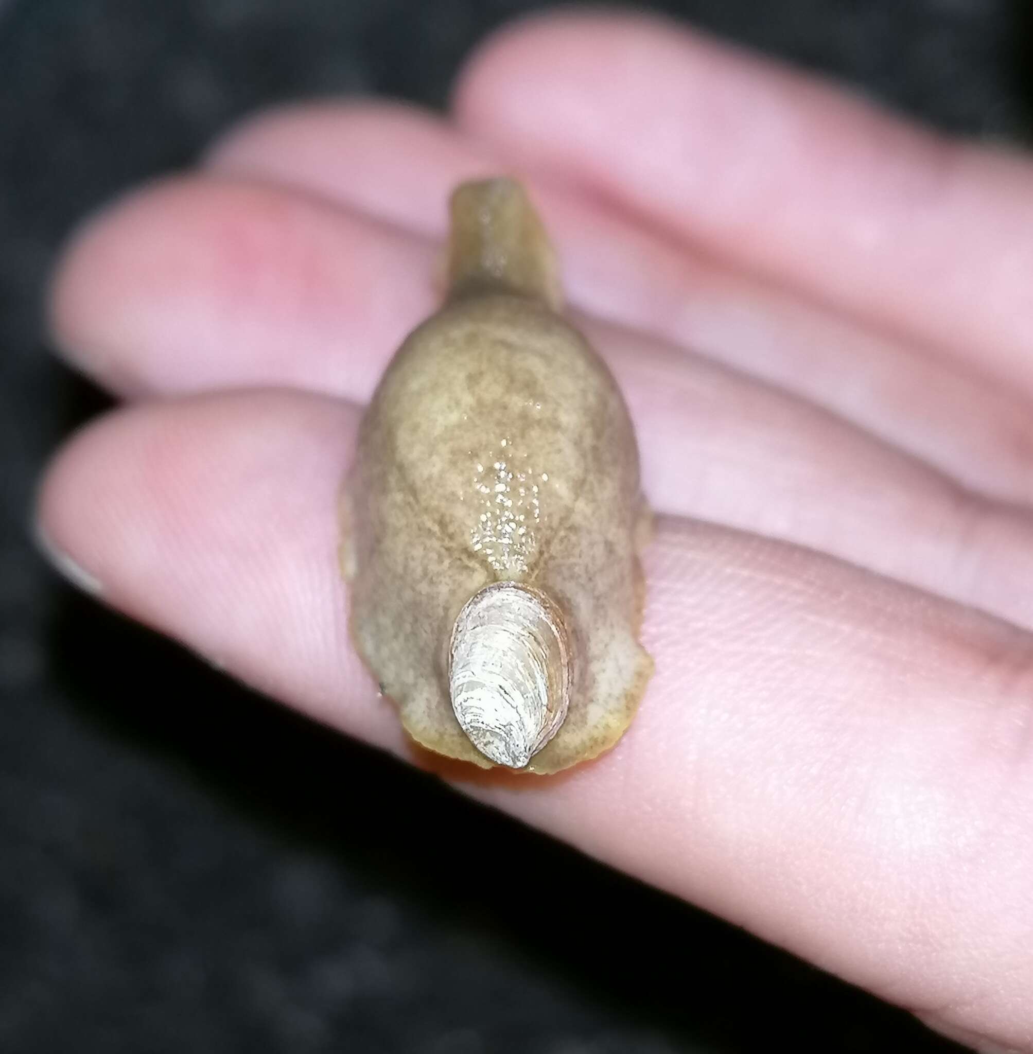 Image of Shelled slug