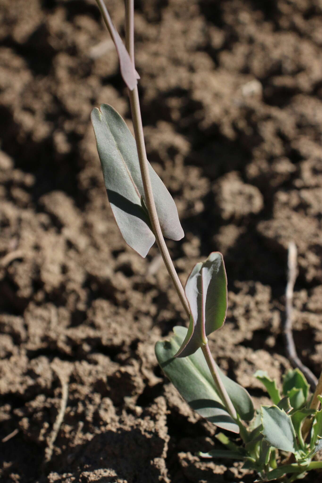 Слика од Streptanthus cordatus subsp. piutensis (J. Howell) D. W. Taylor