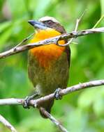 Image of Scarlet-crowned Barbet