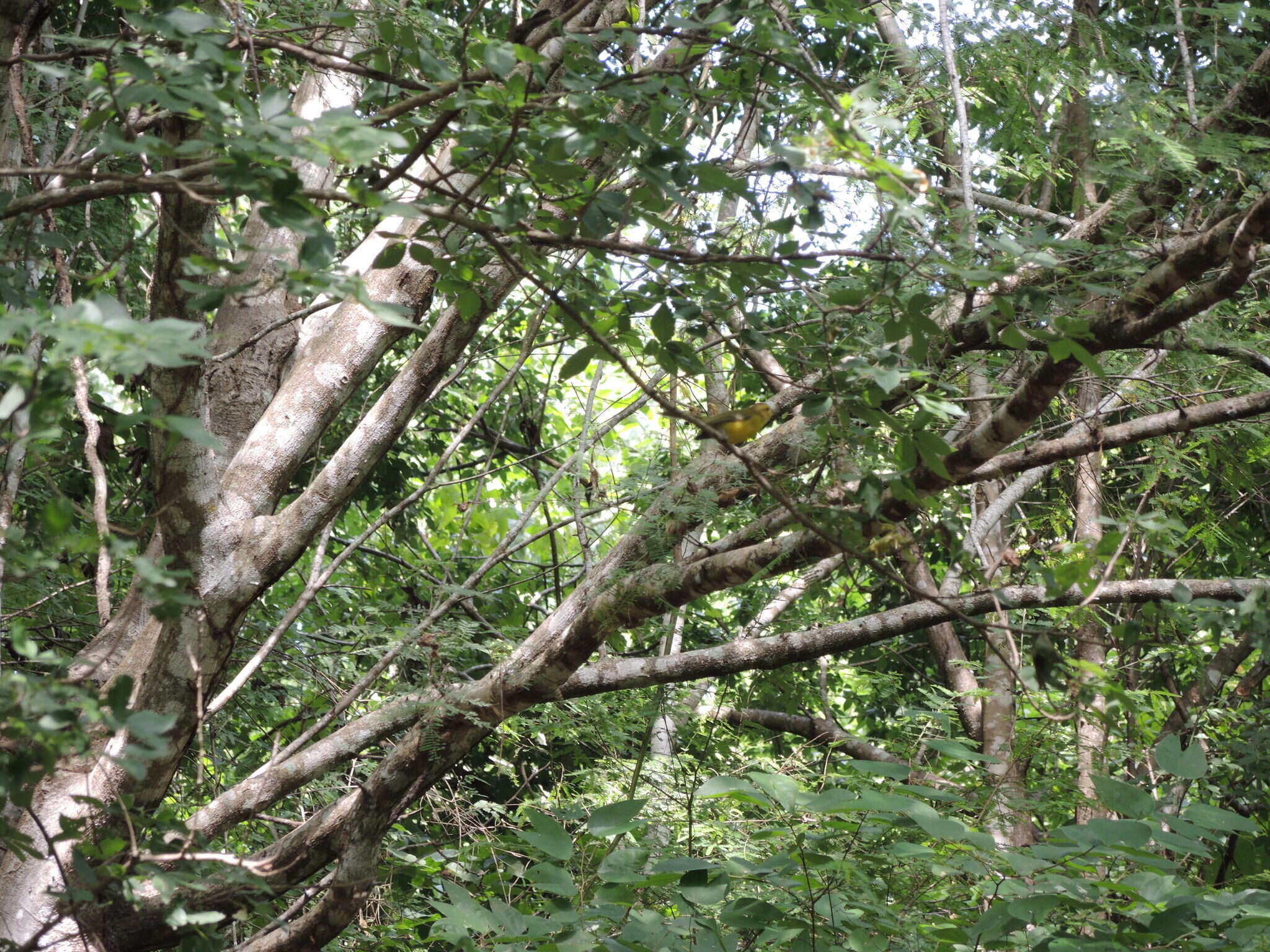 Image of Golden Vireo