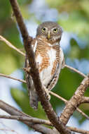 Image of Asian Barred Owlet