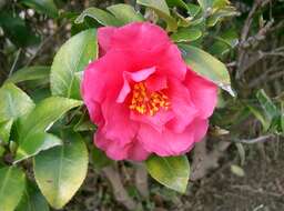 Image of Camellia sasanqua