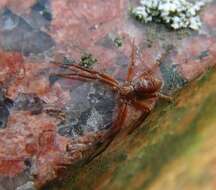 Image of Philodromus rufus pacificus Banks 1898