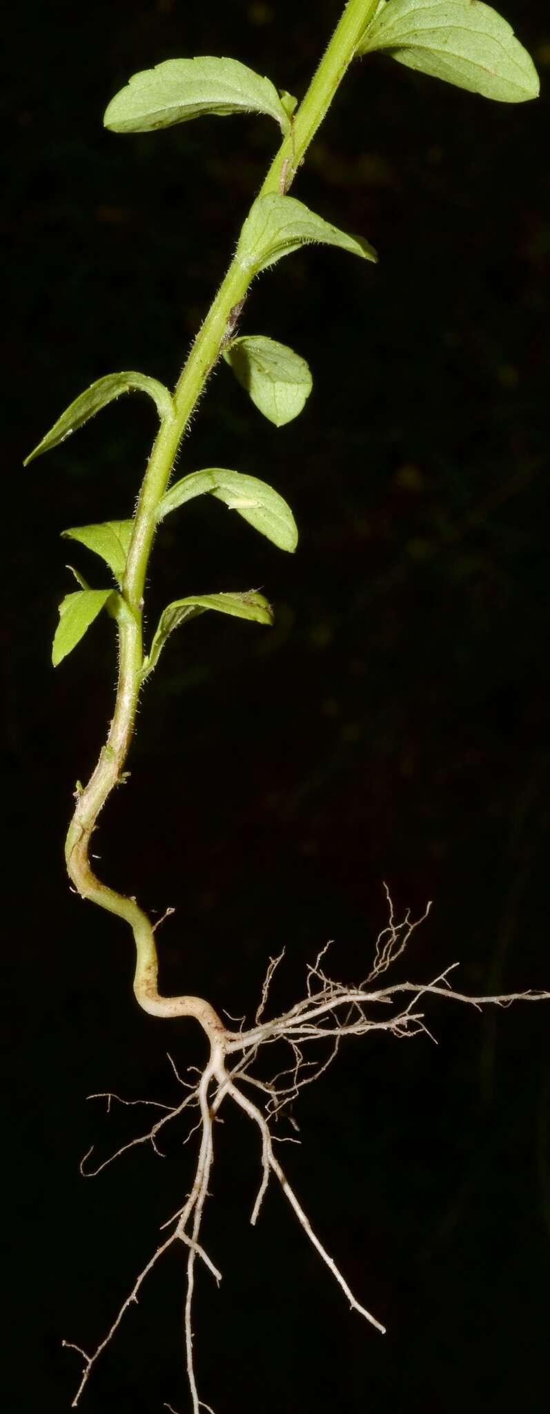 Image of prairie Venus' looking-glass