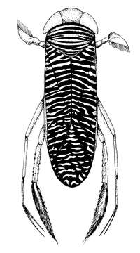 Image of Corixoidea Leach 1815