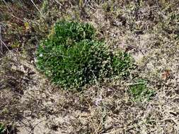 Image of Algerian sea lavender