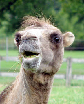 Image of Bactrian camel