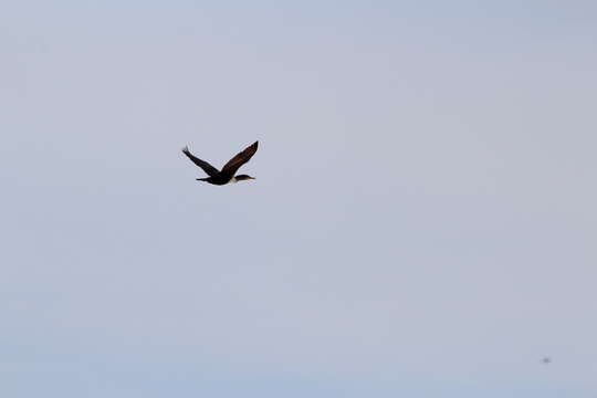 Image of Phalacrocorax auritus auritus (Lesson & R 1831)