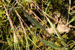 Image of meadow thistle