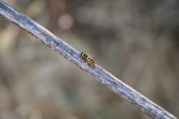 Image of Prairie Yellowjacket