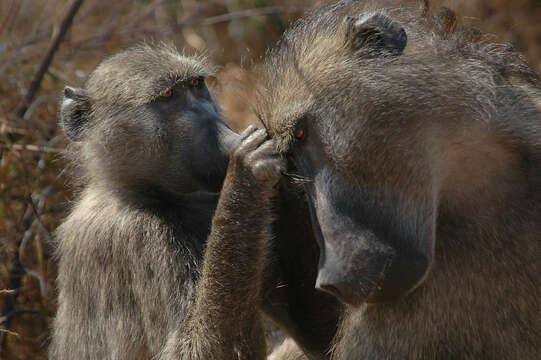 Image of Baboon