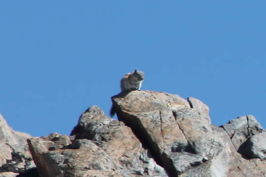 Image of Alpine Chipmunk