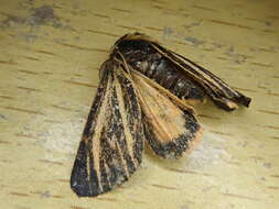 Image of southern tiger moth