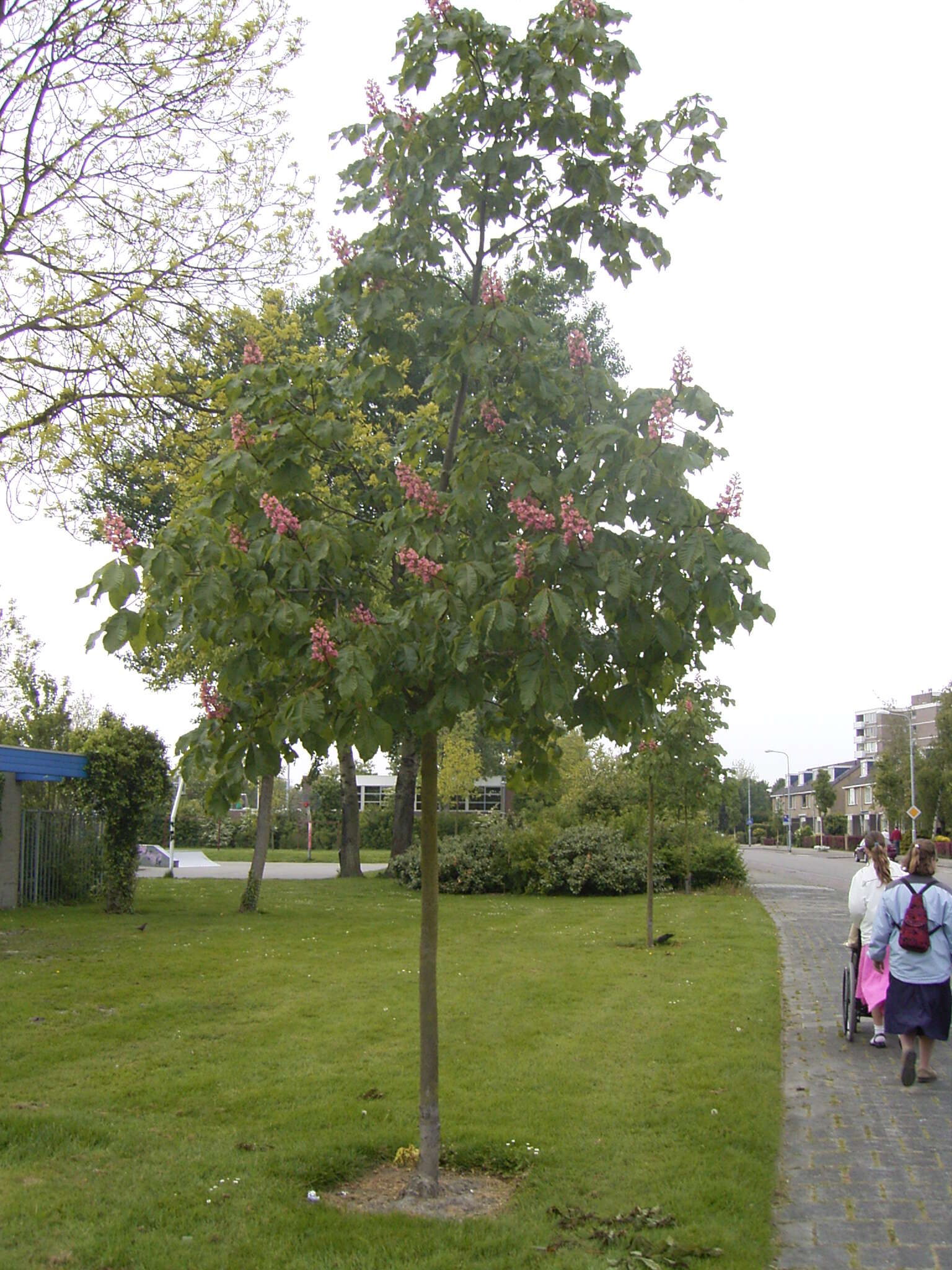 Image of red horse-chestnut