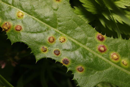 Cystiphora sonchi (Vallot 1827)的图像