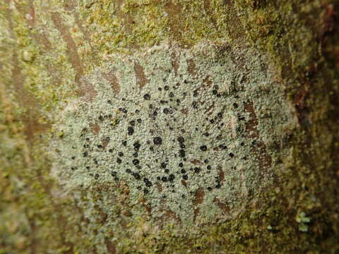 Image of lecidella lichen