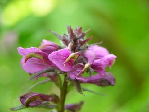 Image of Pedicularis resupinata L.