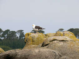 Image of Great Black-backed Gull