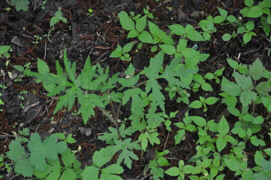 Слика од Heracleum sphondylium subsp. sibiricum (L.) Simonk.