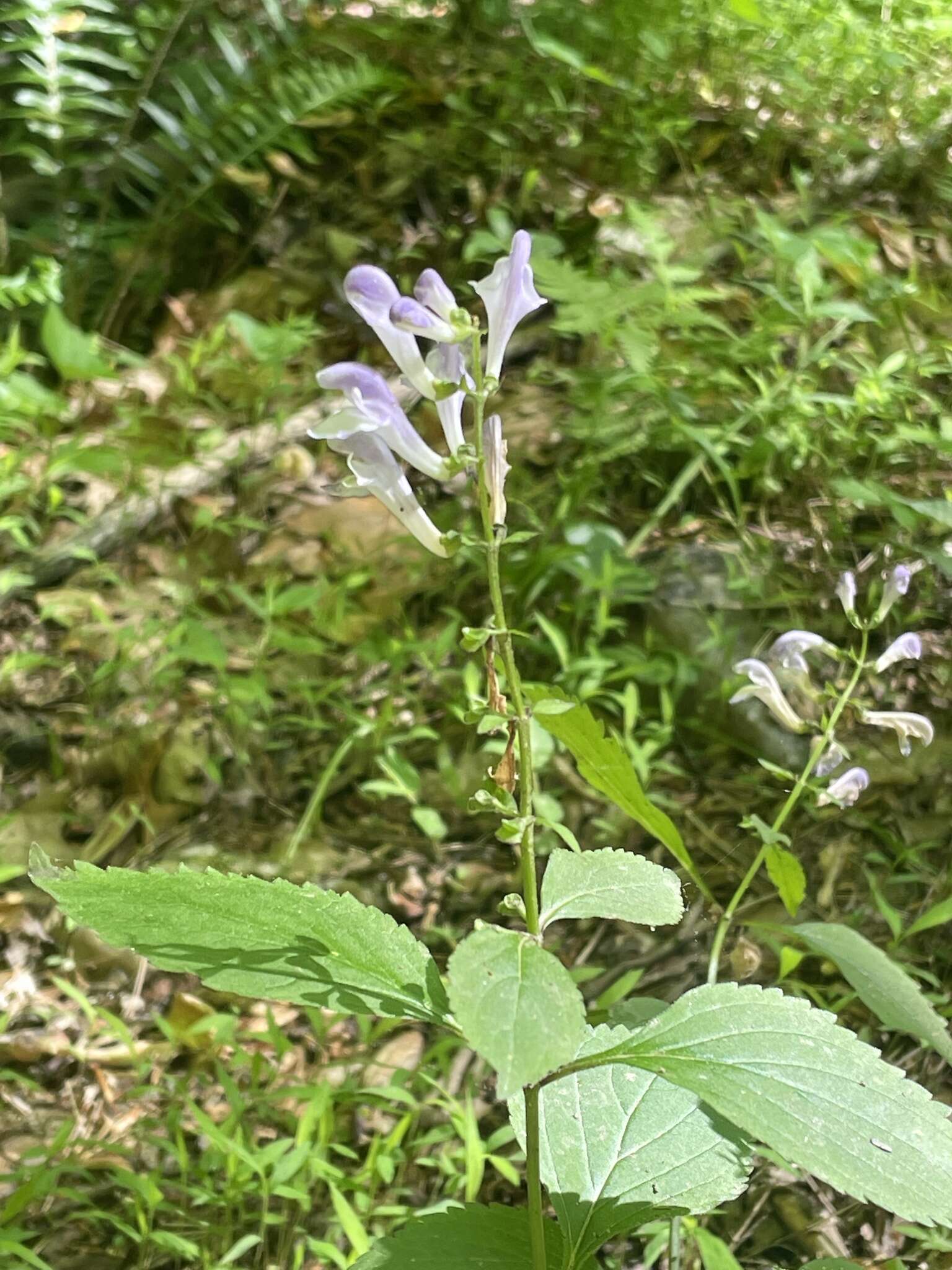 Image of showy skullcap