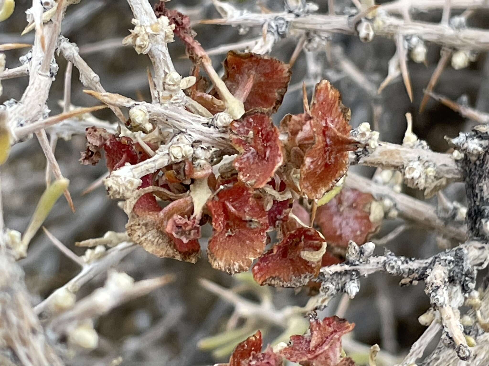 Image of Bailey's greasewood