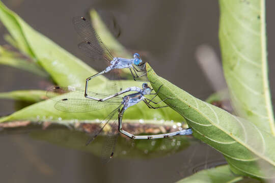 Imagem de Lestes sigma Calvert 1901