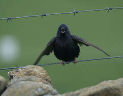 Image of Sturnus Linnaeus 1758