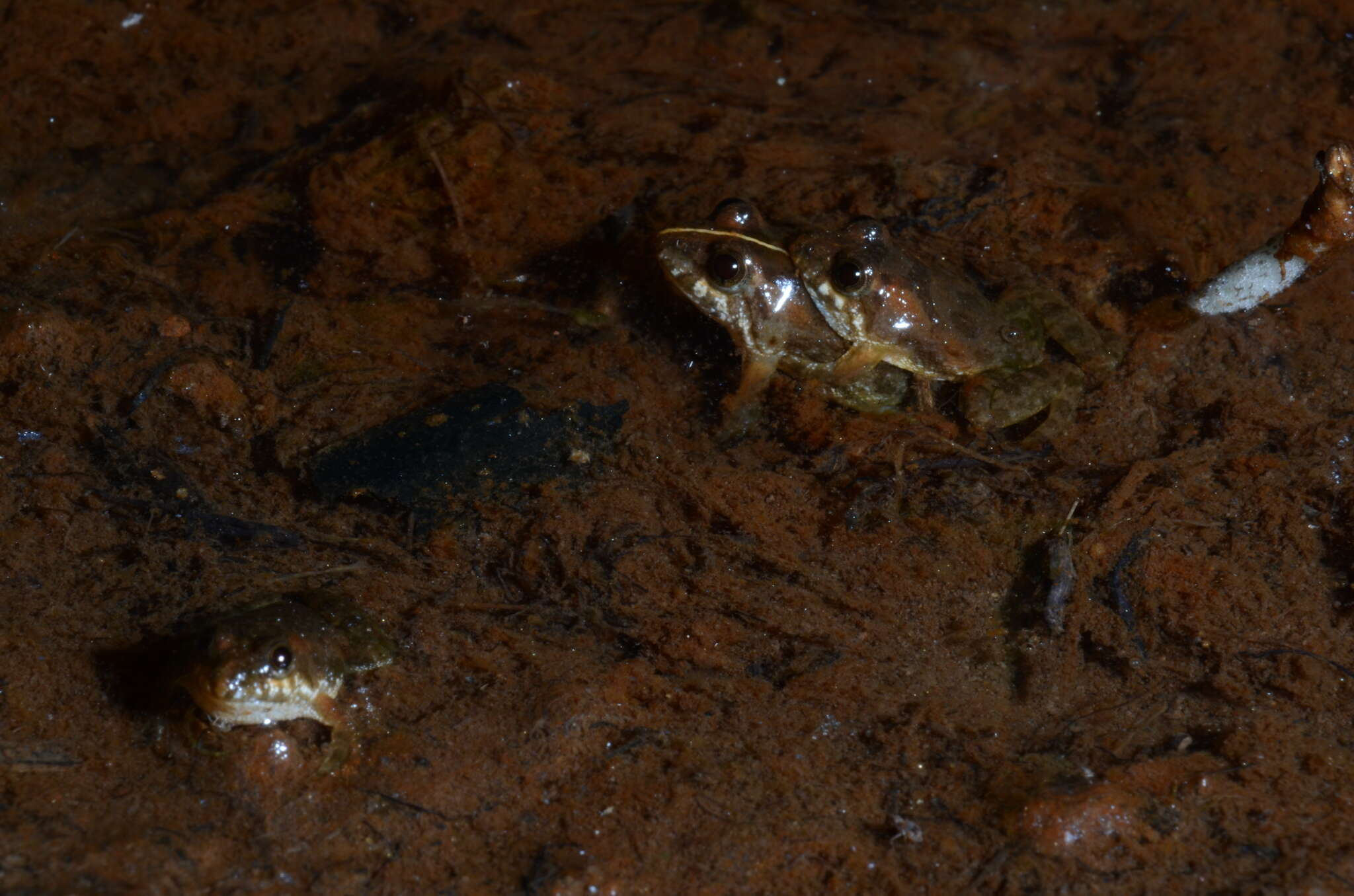 Image of Pseudopaludicola atragula Pansonato, Mudrek, Veiga-Menoncello, Rossa-Feres & Martins