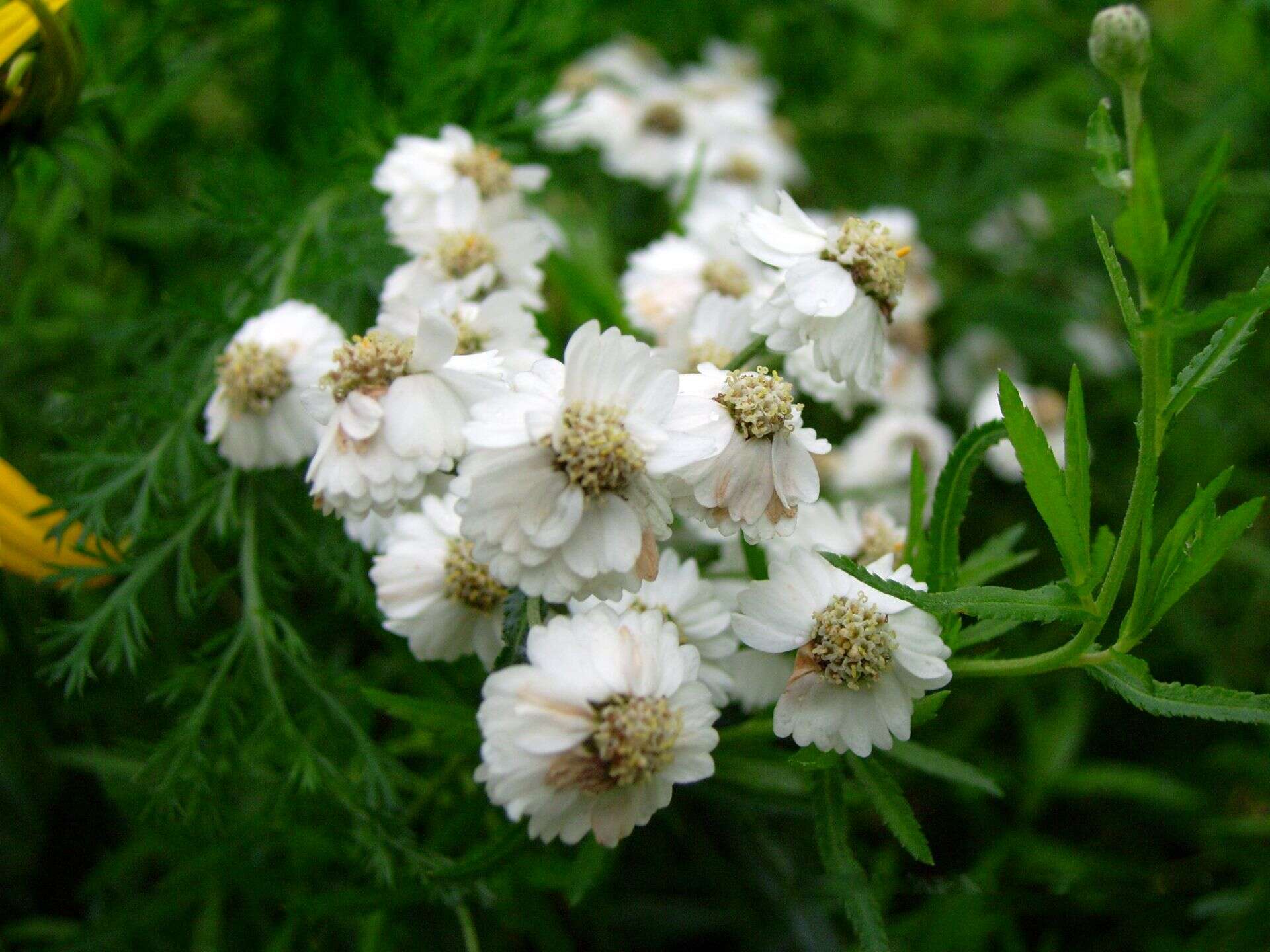 Image of Sneezeweed