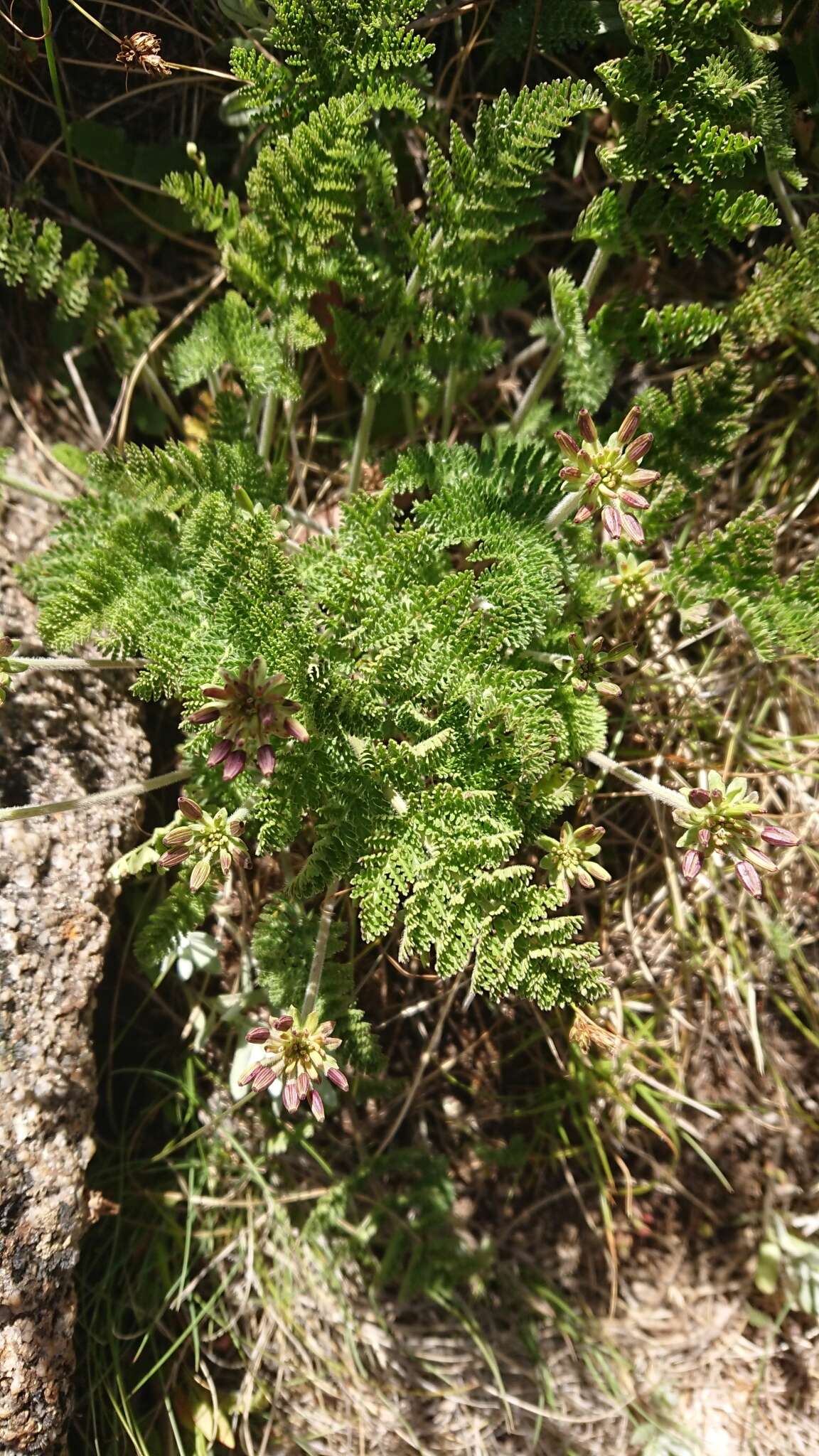 Слика од Chaerophyllum eriopodum (DC.) K. F. Chung