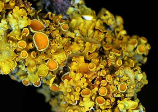 Image of orange wall lichen