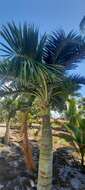 Image of Florida cherry palm