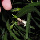 Imagem de Eremophila bignoniiflora (Benth.) F. Muell.