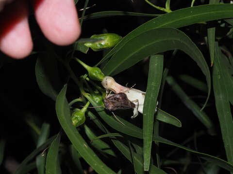 Image of Eremophila bignoniiflora (Benth.) F. Muell.