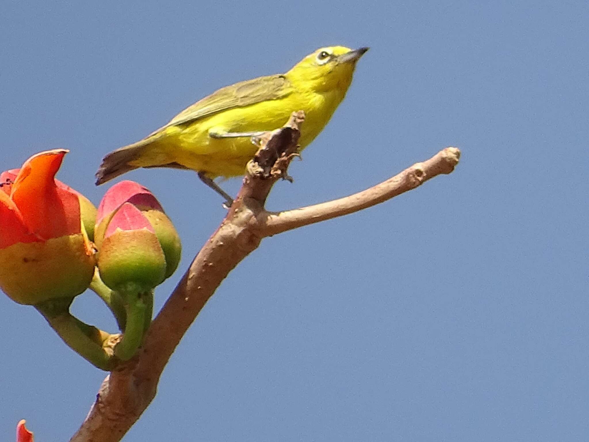 Image of African Yellow White-eye